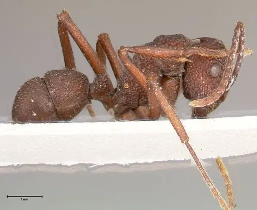 Rhytidoponera laciniosa - FOCOL0374