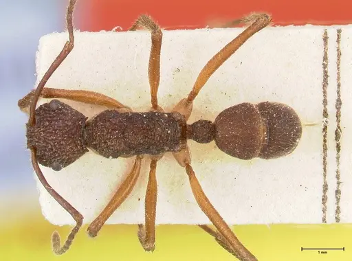 Rhytidoponera laciniosa - FOCOL0390