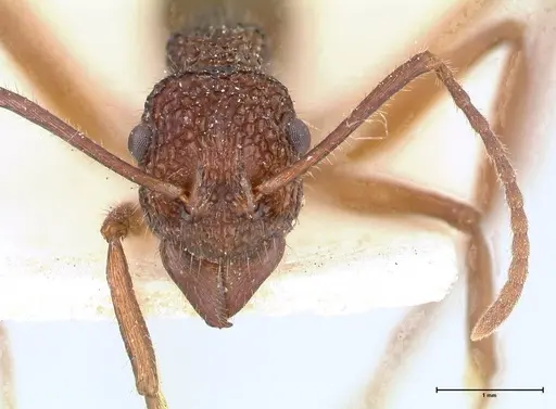 Rhytidoponera laciniosa - FOCOL0390