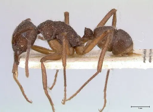 Rhytidoponera laciniosa - FOCOL0390