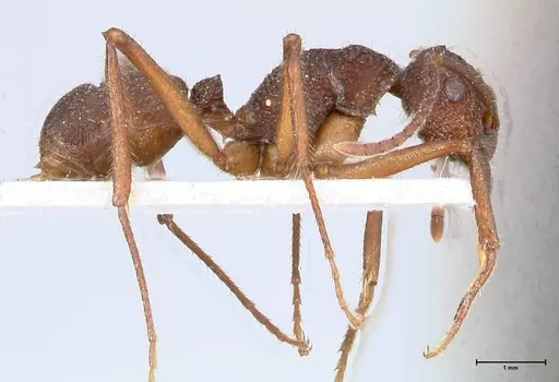 Rhytidoponera laciniosa - FOCOL0390