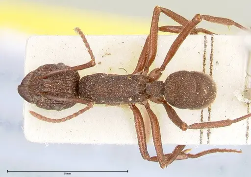 Rhytidoponera laciniosa - FOCOL0397