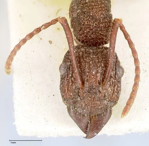 Rhytidoponera laciniosa - FOCOL0397