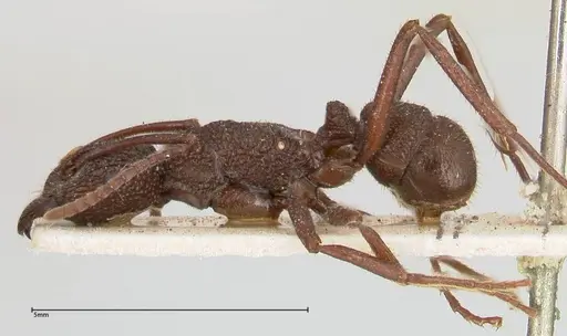 Rhytidoponera laciniosa - FOCOL0397