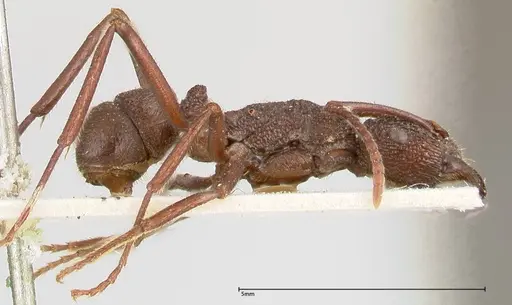 Rhytidoponera laciniosa - FOCOL0397