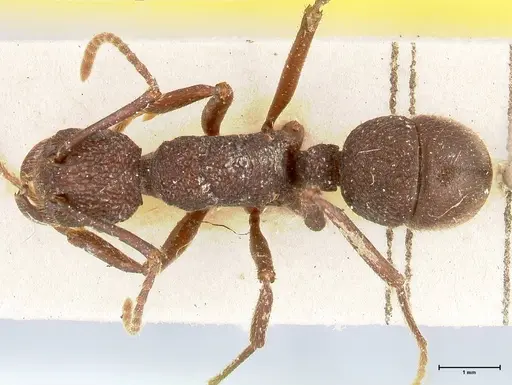 Rhytidoponera laciniosa - FOCOL0398