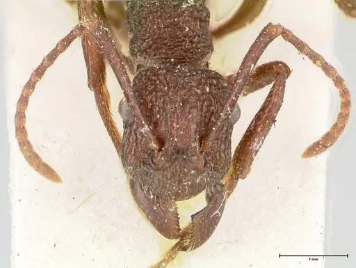 Rhytidoponera laciniosa - FOCOL0398