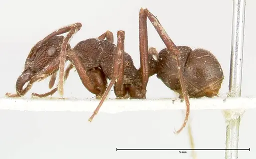 Rhytidoponera laciniosa - FOCOL0398