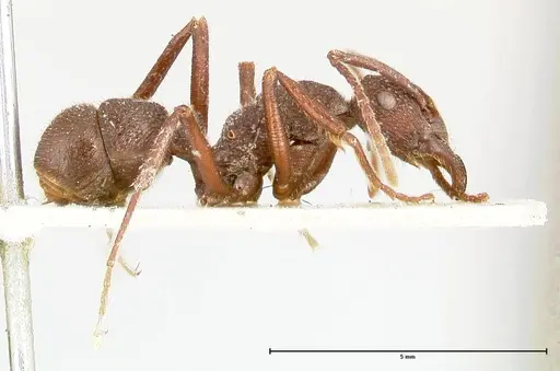 Rhytidoponera laciniosa - FOCOL0398