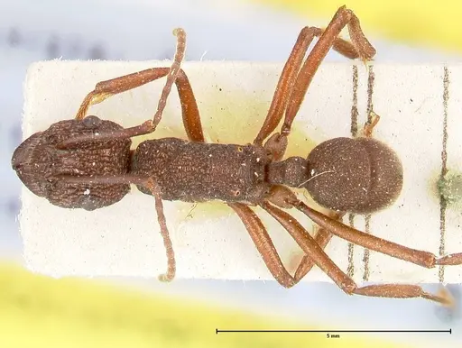 Rhytidoponera laciniosa - FOCOL0399