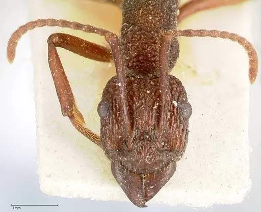 Rhytidoponera laciniosa - FOCOL0399