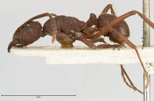 Rhytidoponera laciniosa - FOCOL0399