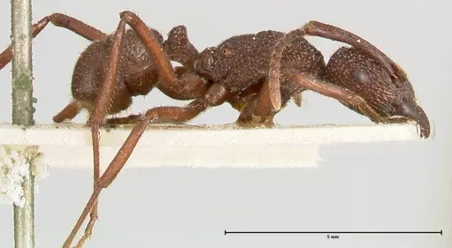 Rhytidoponera laciniosa - FOCOL0399