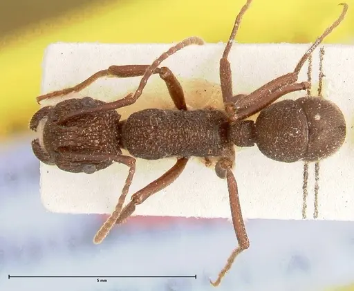 Rhytidoponera laciniosa - FOCOL0400