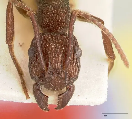 Rhytidoponera laciniosa - FOCOL0400