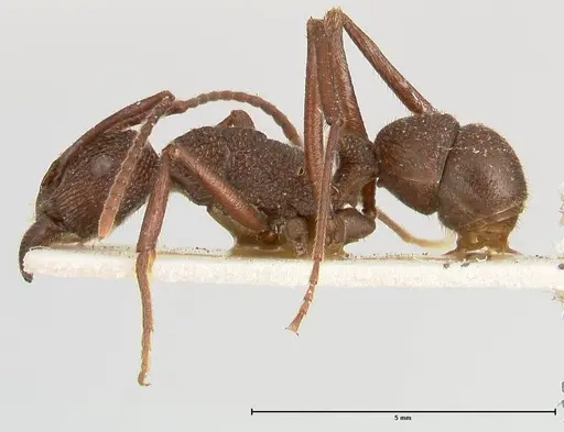 Rhytidoponera laciniosa - FOCOL0400