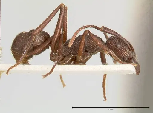 Rhytidoponera laciniosa - FOCOL0400