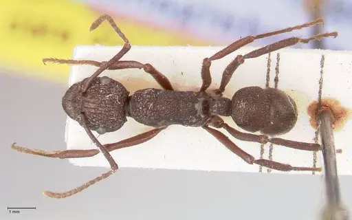 Rhytidoponera laciniosa - FOCOL0895