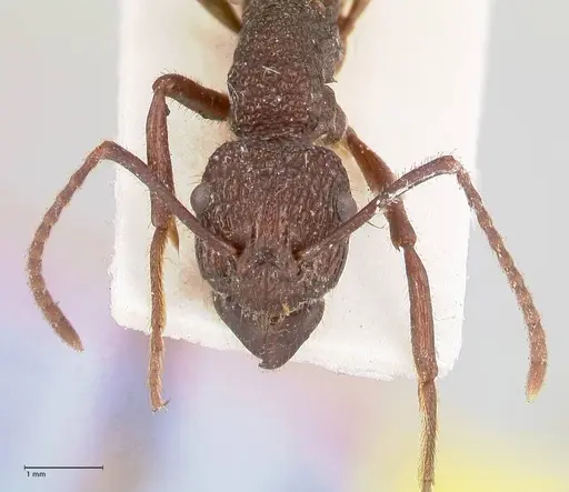 Rhytidoponera laciniosa - FOCOL0895