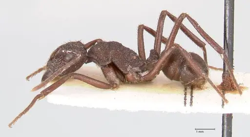 Rhytidoponera laciniosa - FOCOL0895