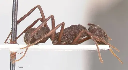 Rhytidoponera laciniosa - FOCOL0895