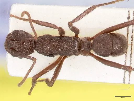 Rhytidoponera laciniosa - FOCOL0896