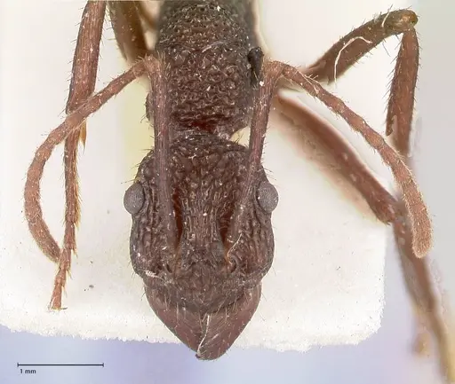 Rhytidoponera laciniosa - FOCOL0896