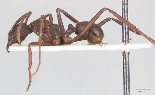 Rhytidoponera laciniosa - FOCOL0896