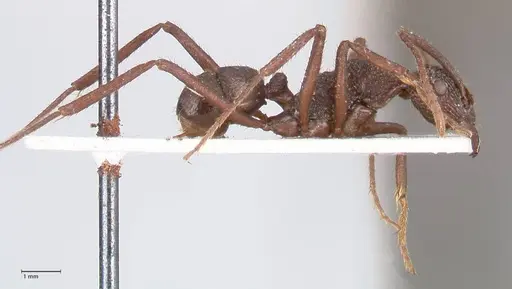 Rhytidoponera laciniosa - FOCOL0896