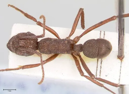 Rhytidoponera laciniosa - FOCOL0897