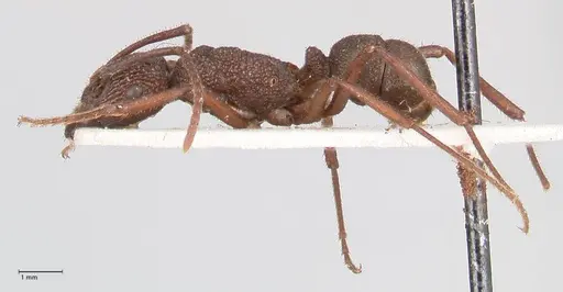 Rhytidoponera laciniosa - FOCOL0897