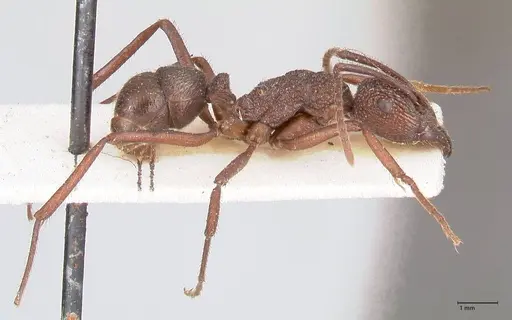 Rhytidoponera laciniosa - FOCOL0897