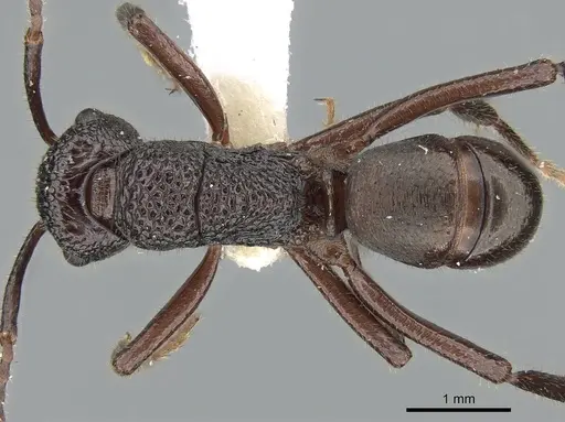 Rhytidoponera lamellinodis specimen