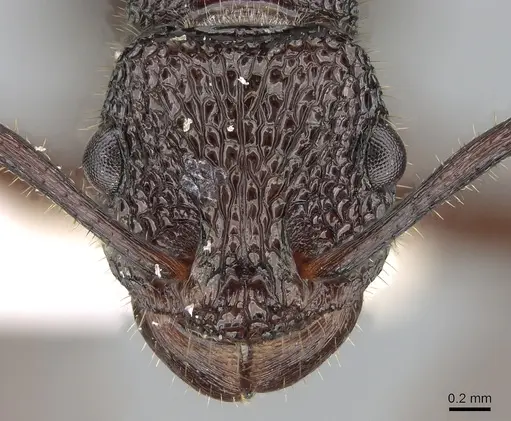 Rhytidoponera lamellinodis specimen