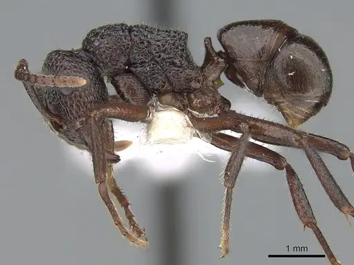 Rhytidoponera lamellinodis specimen