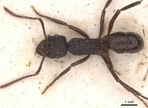 Rhytidoponera lamellinodis - CASENT0915138