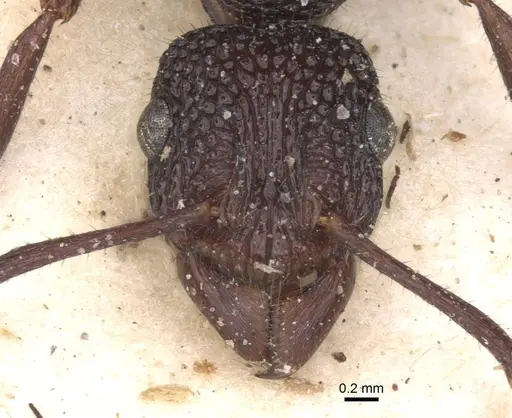 Rhytidoponera lamellinodis - CASENT0915138