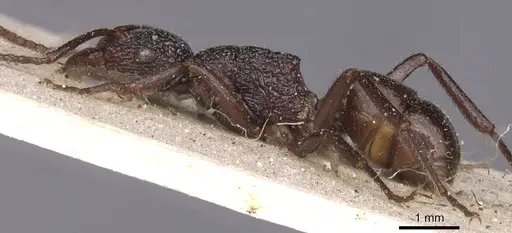 Rhytidoponera lamellinodis - CASENT0915138