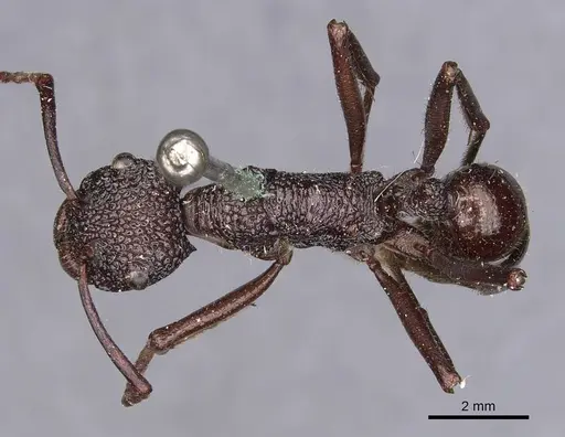Rhytidoponera laticeps specimen