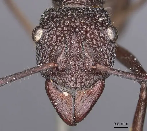 Rhytidoponera laticeps specimen