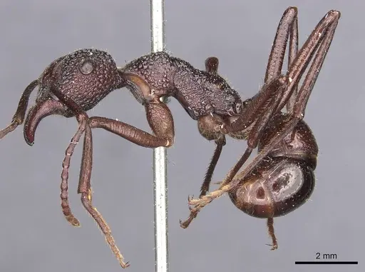 Rhytidoponera laticeps specimen