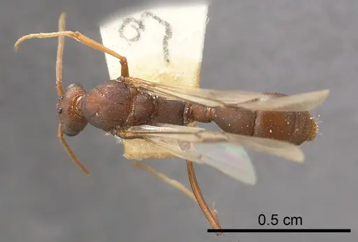 Rhytidoponera levior specimen