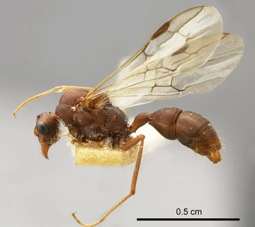 Rhytidoponera levior specimen