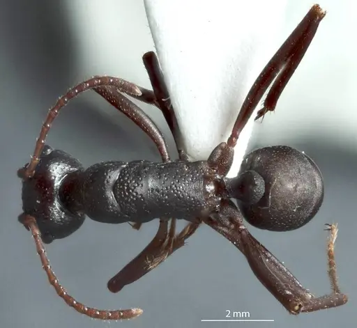 Rhytidoponera levior - JDM32-002868