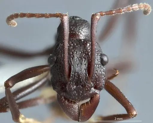 Rhytidoponera levior - JDM32-002868