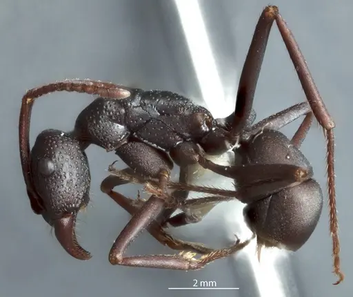 Rhytidoponera levior - JDM32-002868