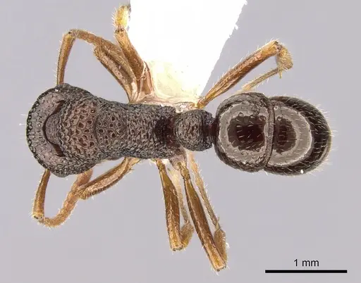 Rhytidoponera litoralis specimen