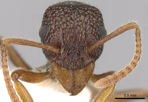 Rhytidoponera litoralis specimen