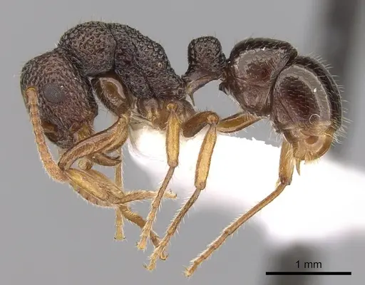 Rhytidoponera litoralis specimen