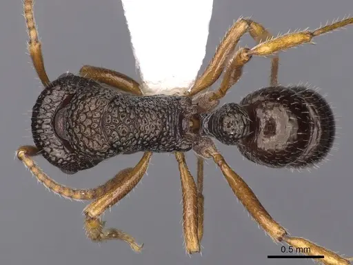 Rhytidoponera litoralis - CASENT0900540